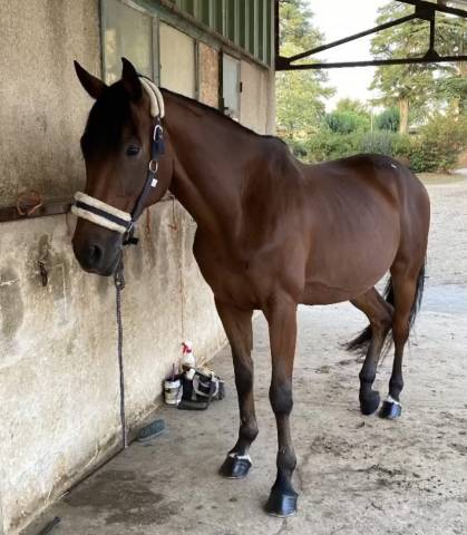 Selle français, 14 ans, bahia pivertière
