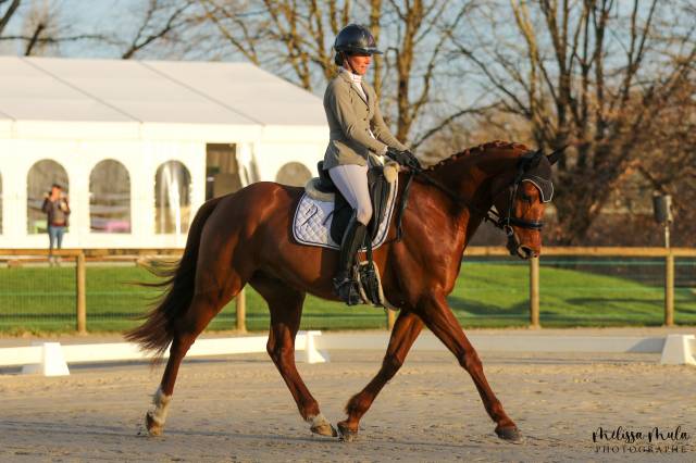 Cheval 6 ans à vendre
