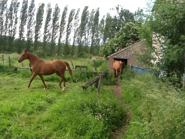 Corps de ferme 1812 avec écuries dans le 41500