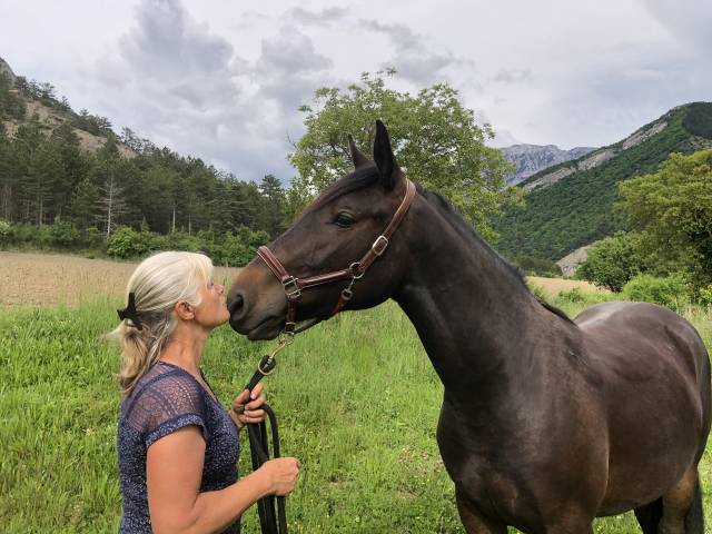 Grand cheval solide - 2 ans - shagya x cvb