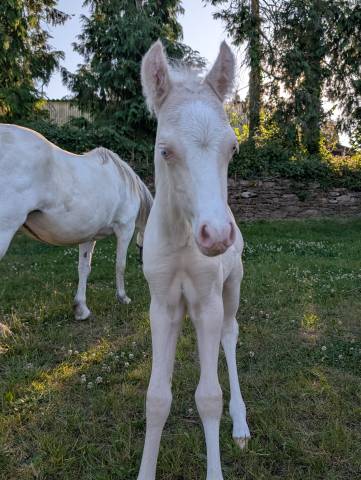 Poulain welsh a pp 2025 crème yeux bleus