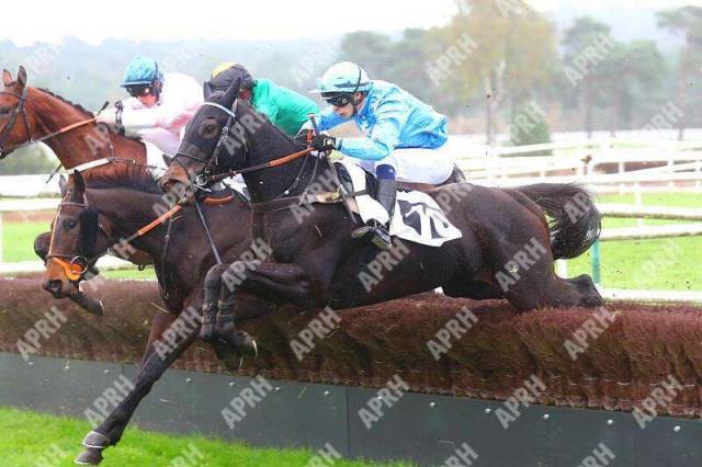 Cheval d’avenir hongre de 4 ans