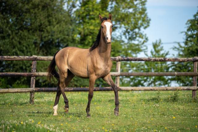 Matsur agat, mâle akhal-teke de 2024