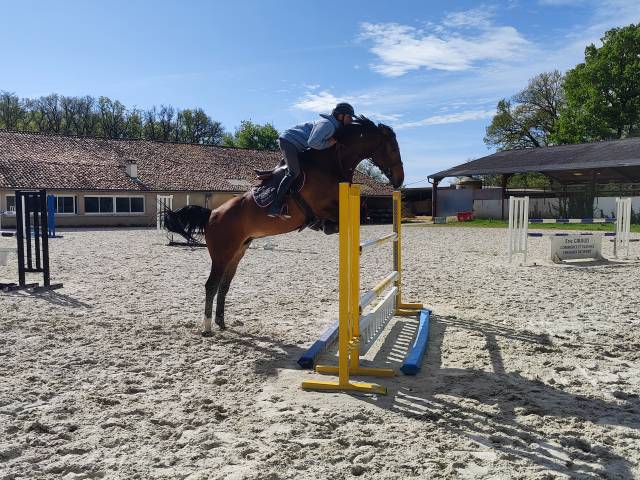 Jument bai sf de 5 ans par armitages boy