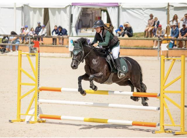 Poney de sport welsh