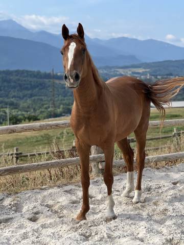 Cheval de sport zangersheide