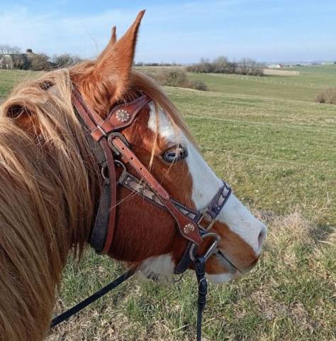 Hongre paint horse