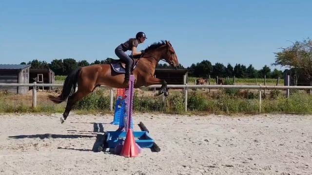 Hongre, 4 ans