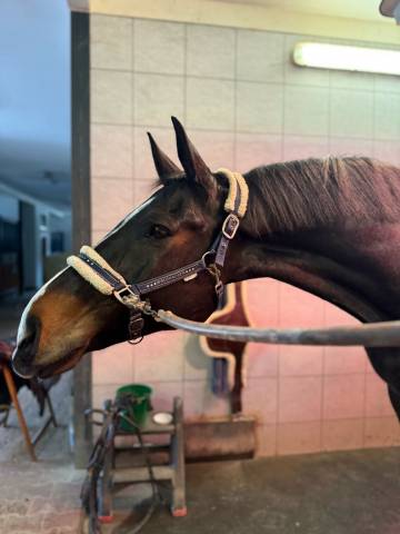Vente cheval csoi 12 ans 1.40/1.50 prix 1500 euros