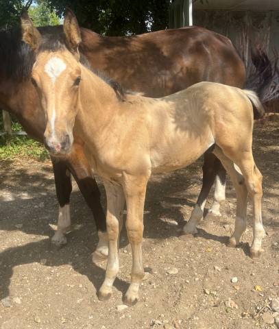 Chic poulain isabelle pour dressage et cso 