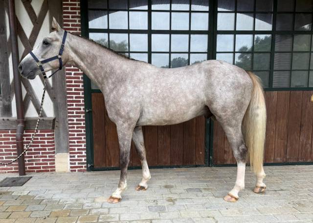  messine - cheval sf 3 ans