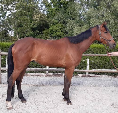 Cheval de sport 