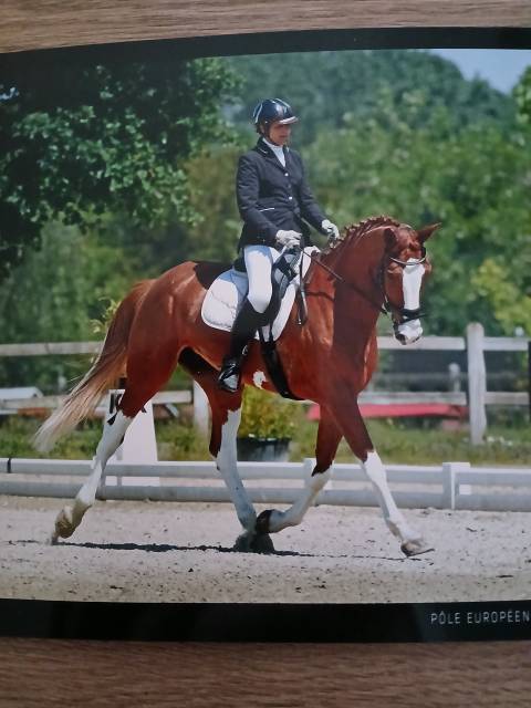 Jument belge dressage 6 ans