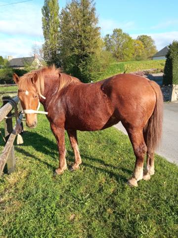 A vendre jument cob normand 
