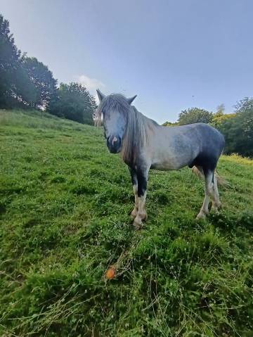 A vendre petit cheval pottock 