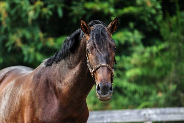 Pure race espagnol pp 2 ans