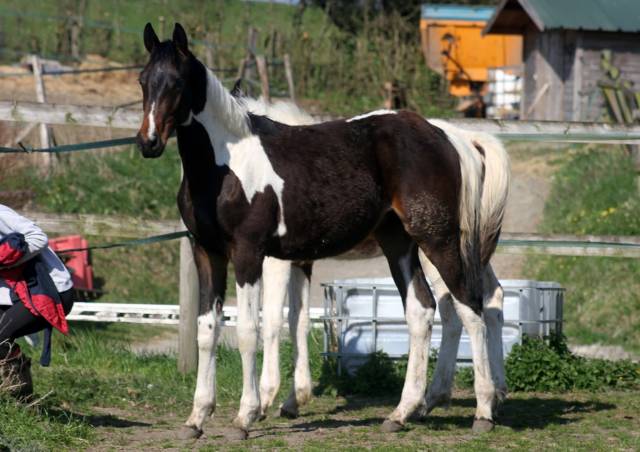 Poulain 1 an pie sport origines sf