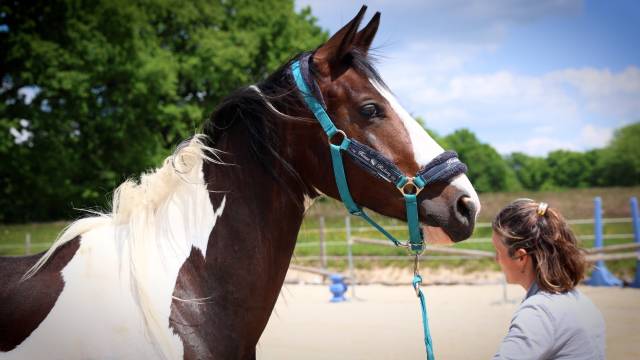  rosie d'une romance z jument pie de 2 ans zangersheide