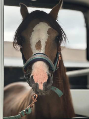 Magnifique welsh pony à vendre!!!