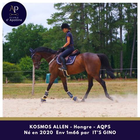 Top cheval aqps 5 ans 1m66