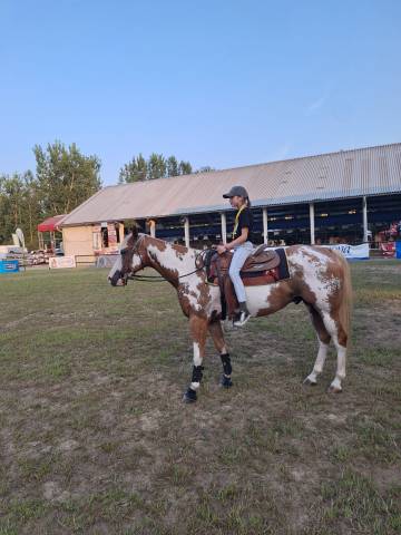 Paint horse gelding