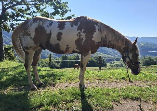Paint horse gelding