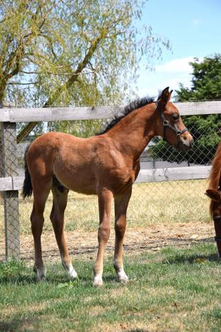 Foal mâle pour sport et/ou repro
