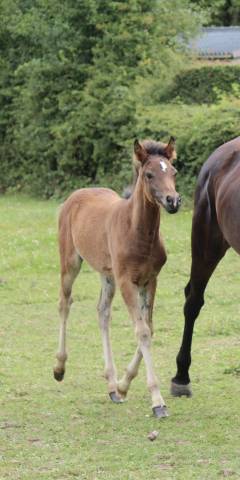 Pouliche pfs par very star kerveyer 