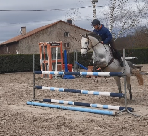 Poney d cso pour elite , as poney