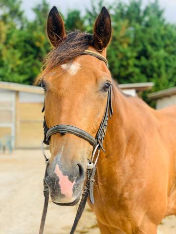 Super cheval de loisir/famille/club