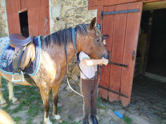Ponette appaloosa oncp