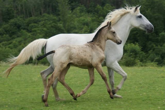 Poulain pur sang lusitanien 3 mois
