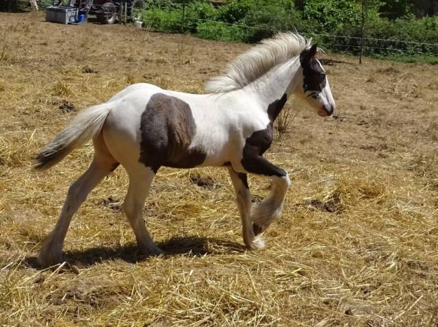 Magnifique mâle irish cob plein papier.