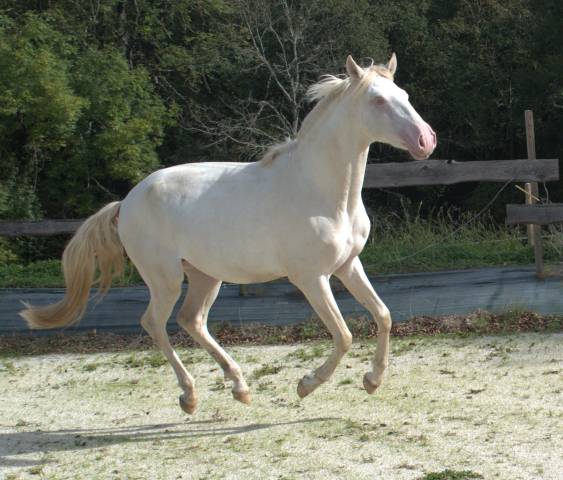 Cheval pur sang lusitanien 3 ans cremello