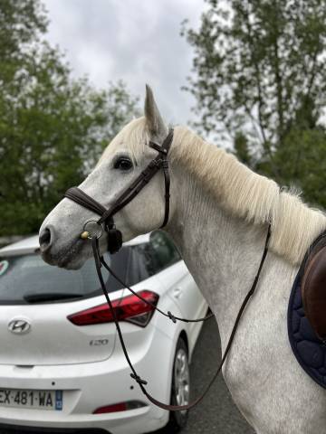 Ponette camargue 5 ans 
