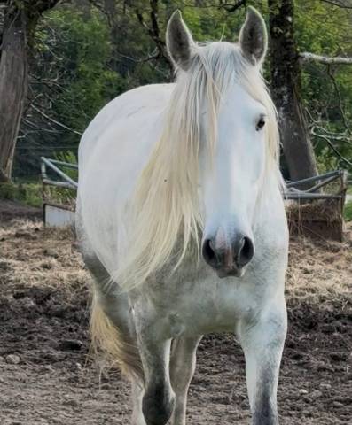 Cheval oc lusitanien