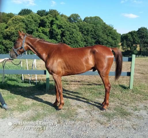 Hongre trotteur français 7 ans