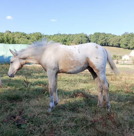 Poulain appaloosa palomino