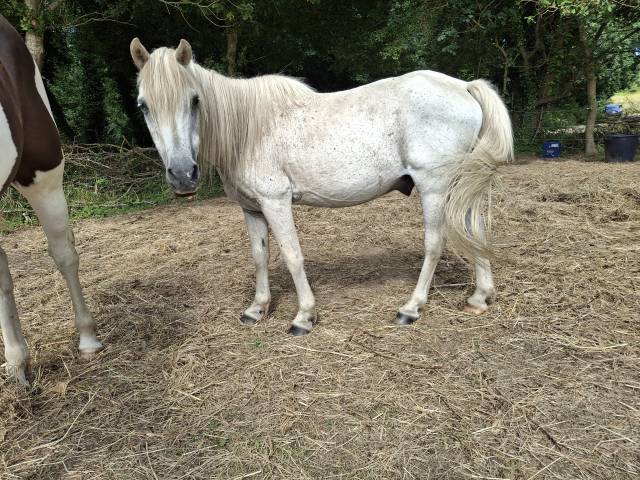 Gentil poney 