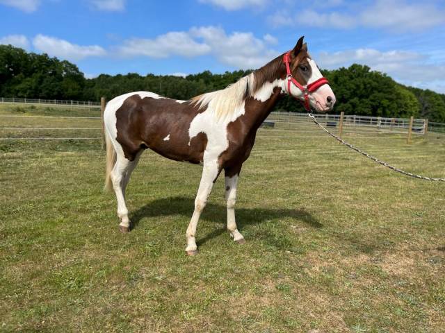 Cheval paint horse