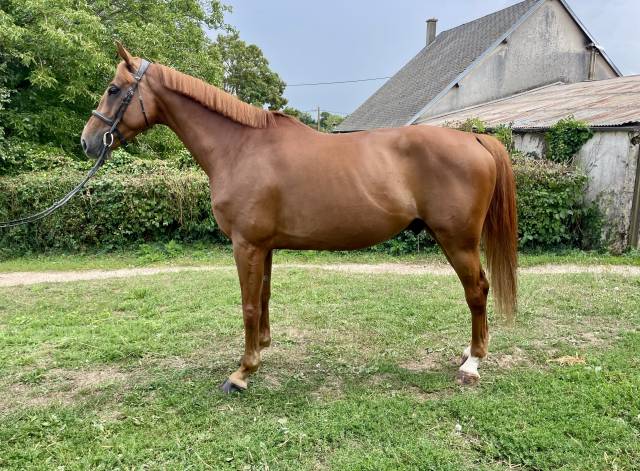Hongre 6 ans sf idéal amateur