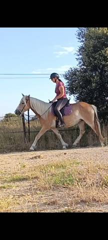 Jument/ponette d 4 ans onc