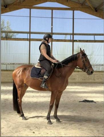 Dp demi pension jument 4 ans 