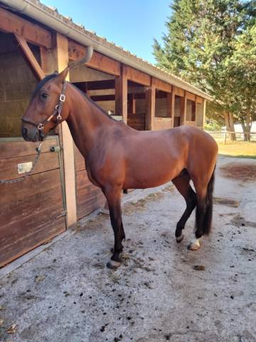 Pure race espagnole