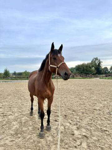 à vendre poulinière