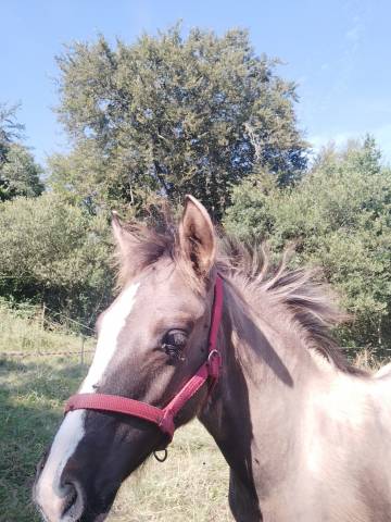 Cheval criollo 