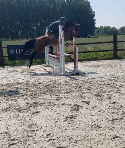 Hongre 5ans quabri de l’isle x mister blue
