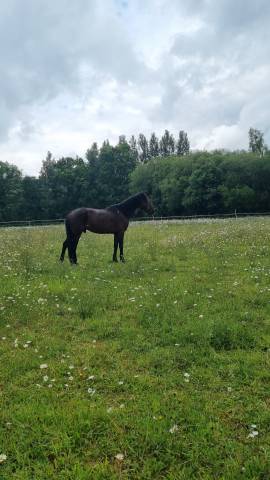 Cheval de loisir