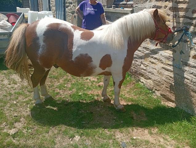 Poney hongre