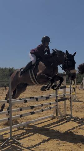 Cheval de loisirs 